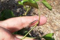 This new growth of Bartlett pear shows fireblight disease. (Bob Morris)