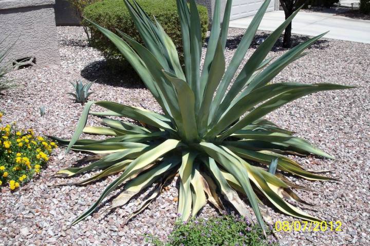 Agave weevils favor the larger leaves of the American agave, but other agaves, even some yucca, ...