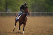 Preakness entrant Epicenter, the runner up in the Kentucky Derby, gallops during a morning work ...