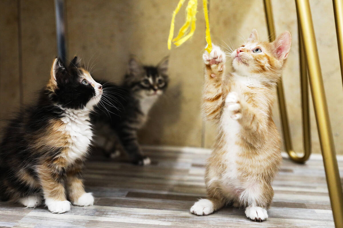 Kittens at play at the Cat Cafe at Hearts Alive Village, a pet adoption center, in Las Vegas, S ...
