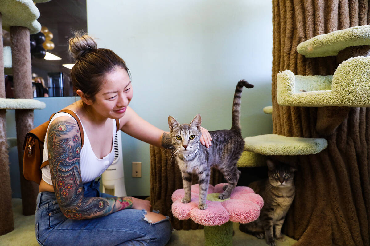 12 Best Cat Cafes in the US for Kitty Cuddles and Coffee