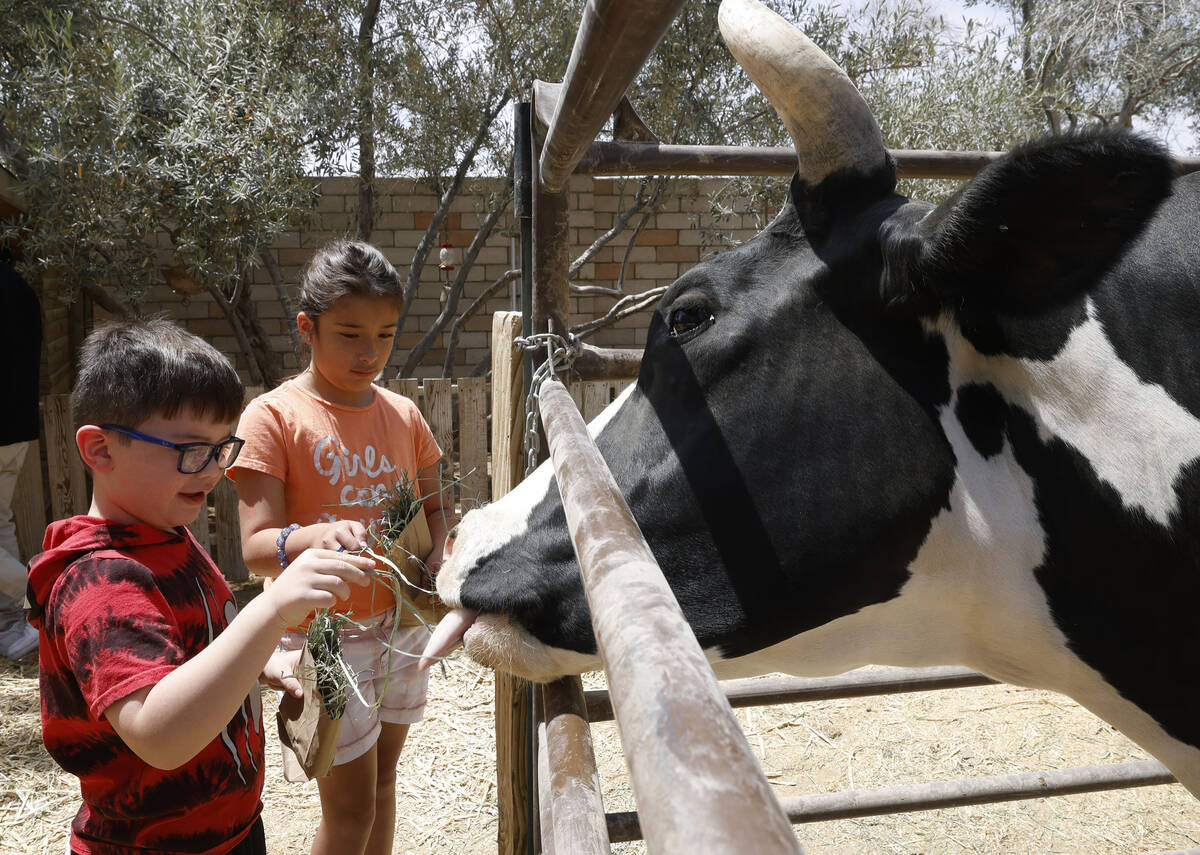 Kyle Velasquez, 4 and his sister Alixanna, 8, of Las Vegas feed hay to a caw at The Las Vegas F ...