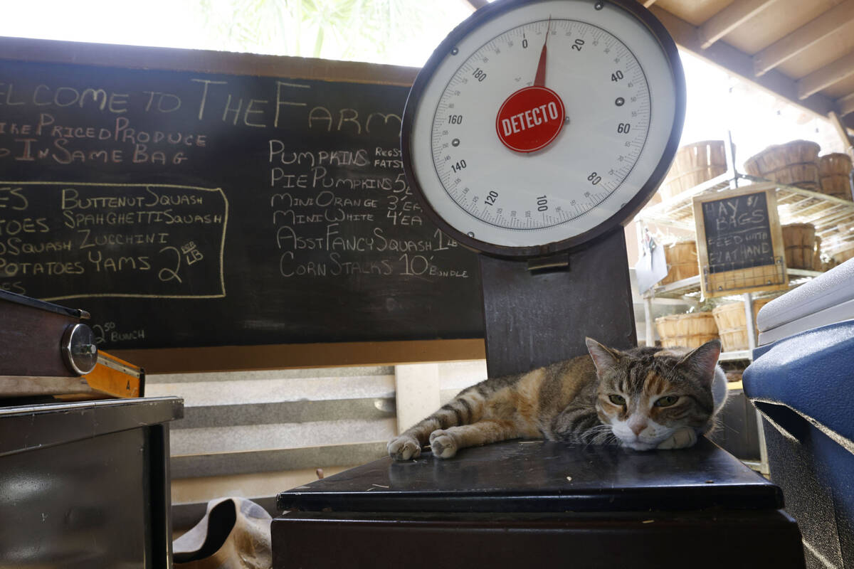 Coco, a rescued cat, rests on a scale at The Las Vegas Farm in Las Vegas, Saturday, May 28, 202 ...