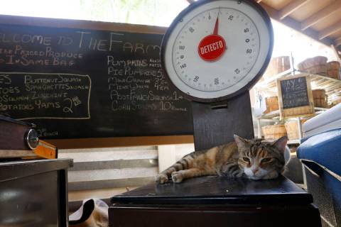 Coco, a rescued cat, rests on a scale at The Las Vegas Farm and Barn Buddies Rescue in Las Vega ...