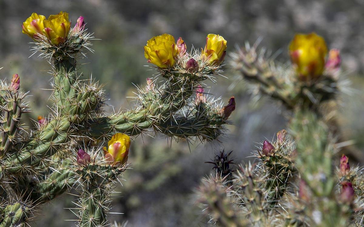 A Silver cholla blooms at the Red Rock Canyon National Conservation Area on Friday, May 27, 202 ...