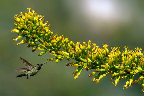 A hummingbird gathers nectar from a Utah agave bloom at the Red Rock Canyon National Conservati ...