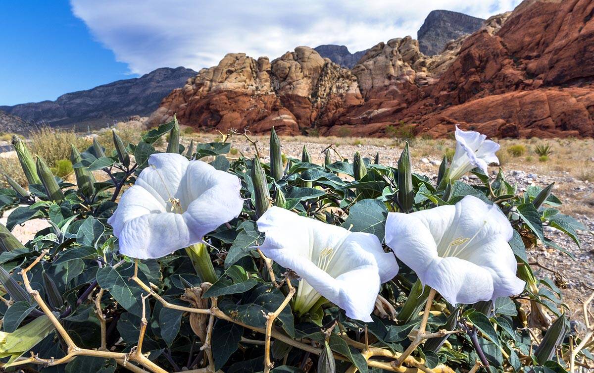 Jimson weed blooms at the Red Rock Canyon National Conservation Area on Friday, May 27, 2022, i ...