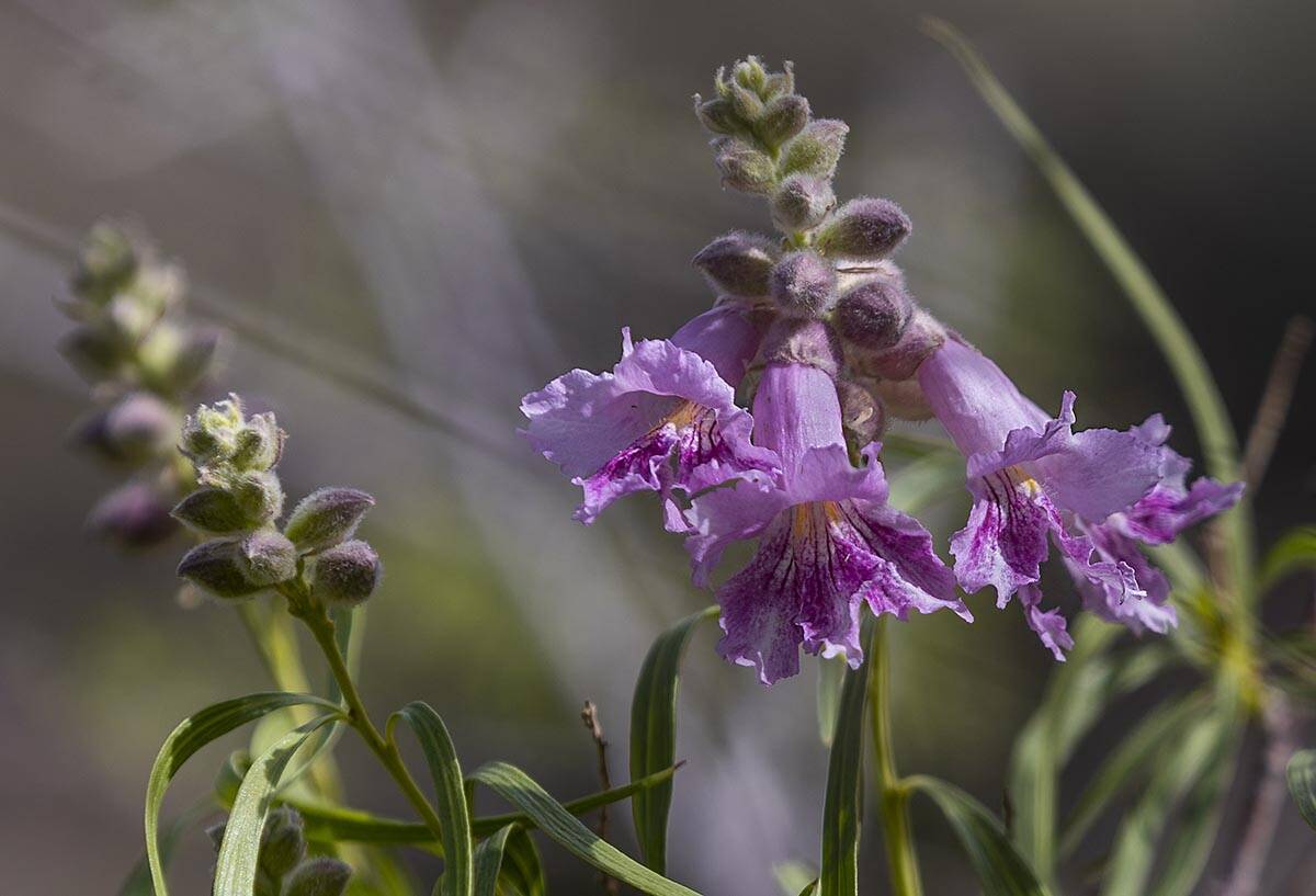 Desert willow blooms at the Red Rock Canyon National Conservation Area on Friday, May 27, 2022, ...