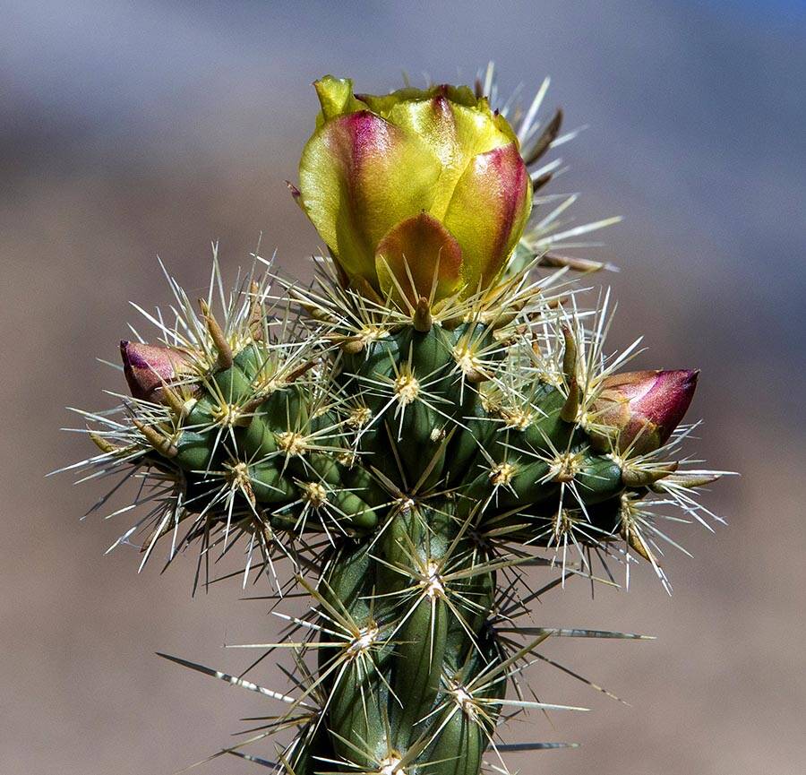 A Silver cholla blooms at the Red Rock Canyon National Conservation Area on Friday, May 27, 202 ...