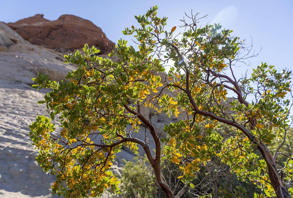 A tree catches the morning light at the Red Rock Canyon National Conservation Area on Friday, M ...