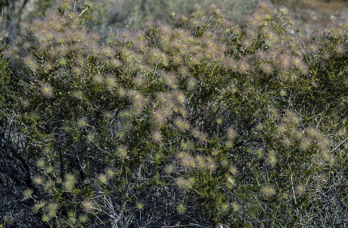 Apache Plume blooms at the Red Rock Canyon National Conservation Area on Friday, May 27, 2022, ...