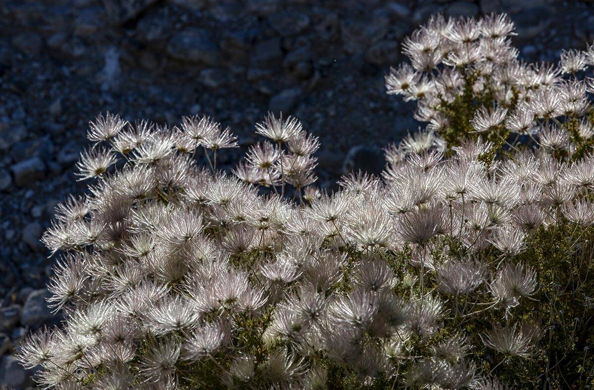 Apache Plume blooms at the Red Rock Canyon National Conservation Area on Friday, May 27, 2022, ...