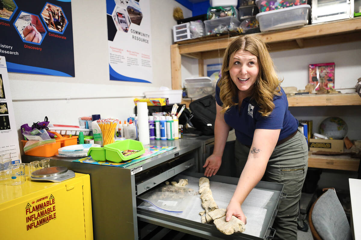 Paleontologist Becky Hall shows the Review-Journal dinosaur bones from an excavation site, whic ...