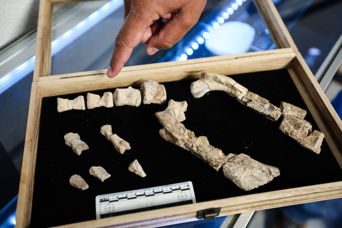 Paleontologist Joshua Bonde points to bone fragments of Nevadadromeus schmitti, Nevada’s firs ...