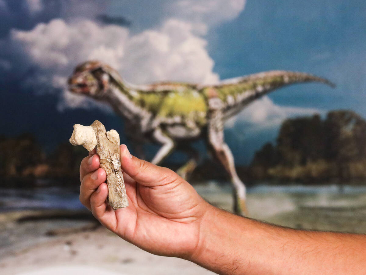 Paleontologist Dr. Joshua Bonde holds a bone fragment of Nevadadromeus schmitti in front of an ...