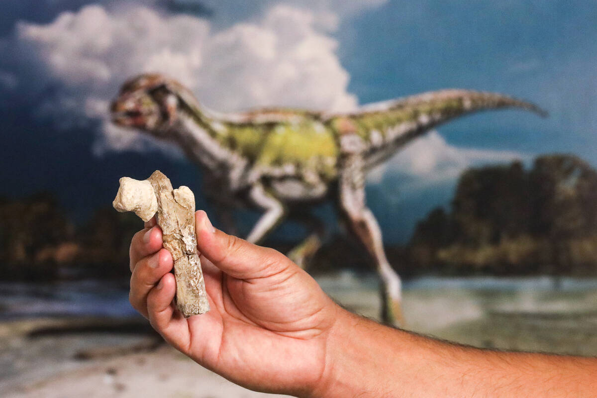 Paleontologist Dr. Joshua Bonde holds a bone fragment of Nevadadromeus schmitti in front of an ...