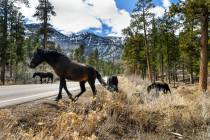 In this March 29, 2022, file photo, wild horses cross the road as they forage for grasses in Ky ...