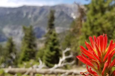 An Indian paintbrush blooms with the Spring Mountains in the background. (Natalie Burt/Special ...