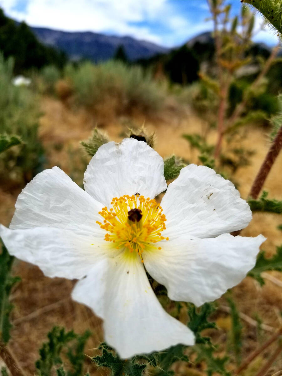 Prickly poppies, sometimes called fried-egg plants, often bloom in summer along state Route 157 ...