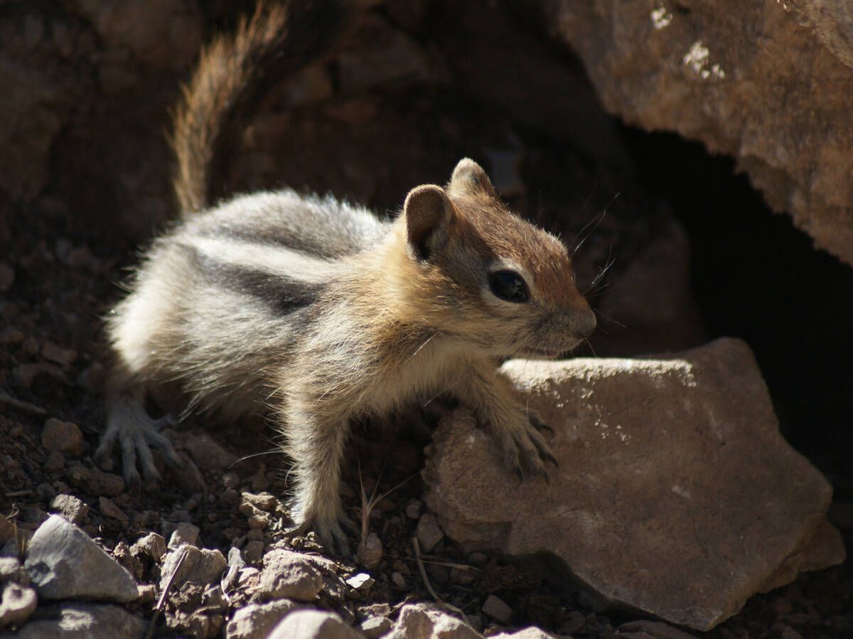 A golden-mantled ground squirrel forages near the challenging Cathedral Rock trail. (Natalie Bu ...