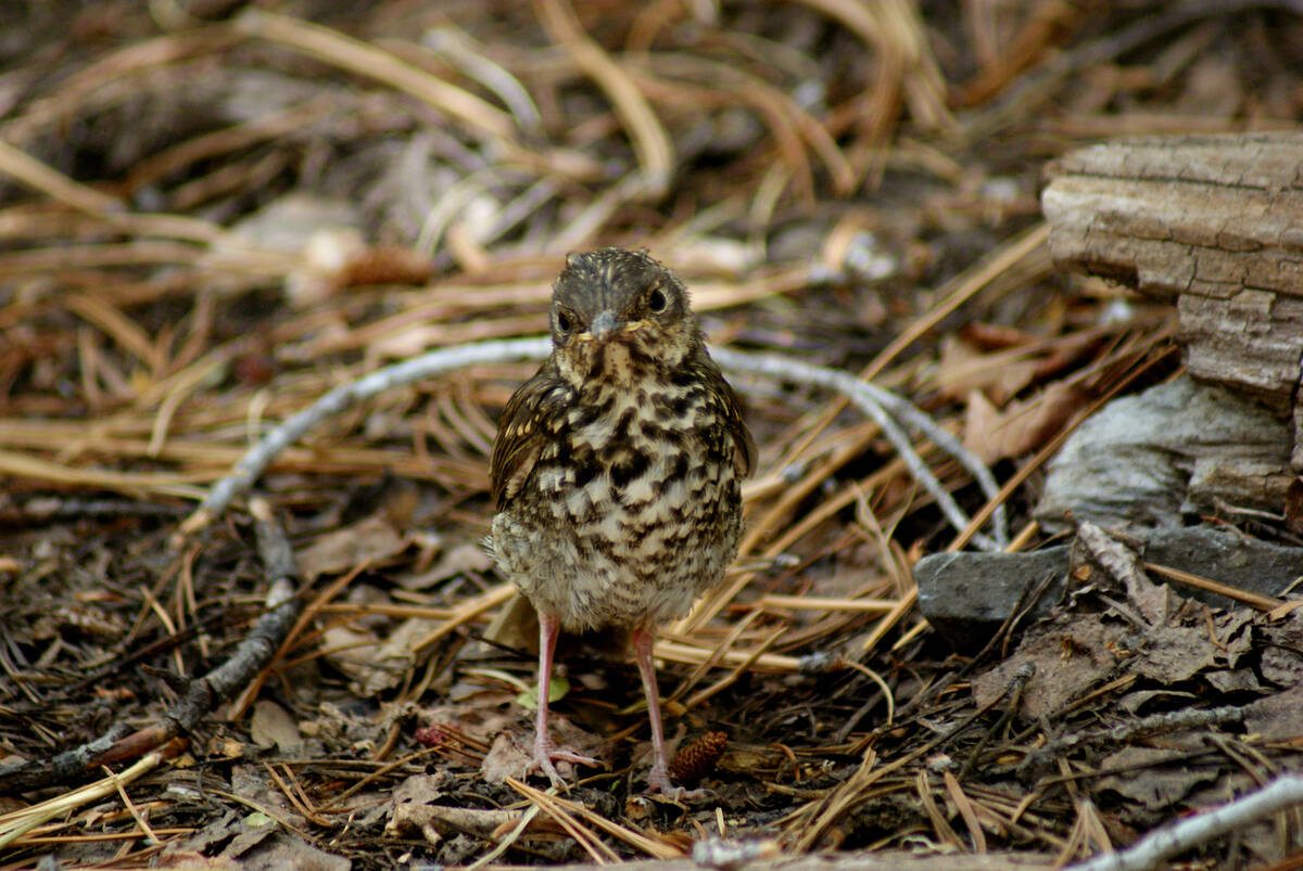 Several juvenile bird species, including hermit thrushes like the one pictured here on the Bris ...