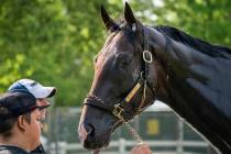 We the People is bathed after training before the 154th running of the Belmont Stakes horse rac ...