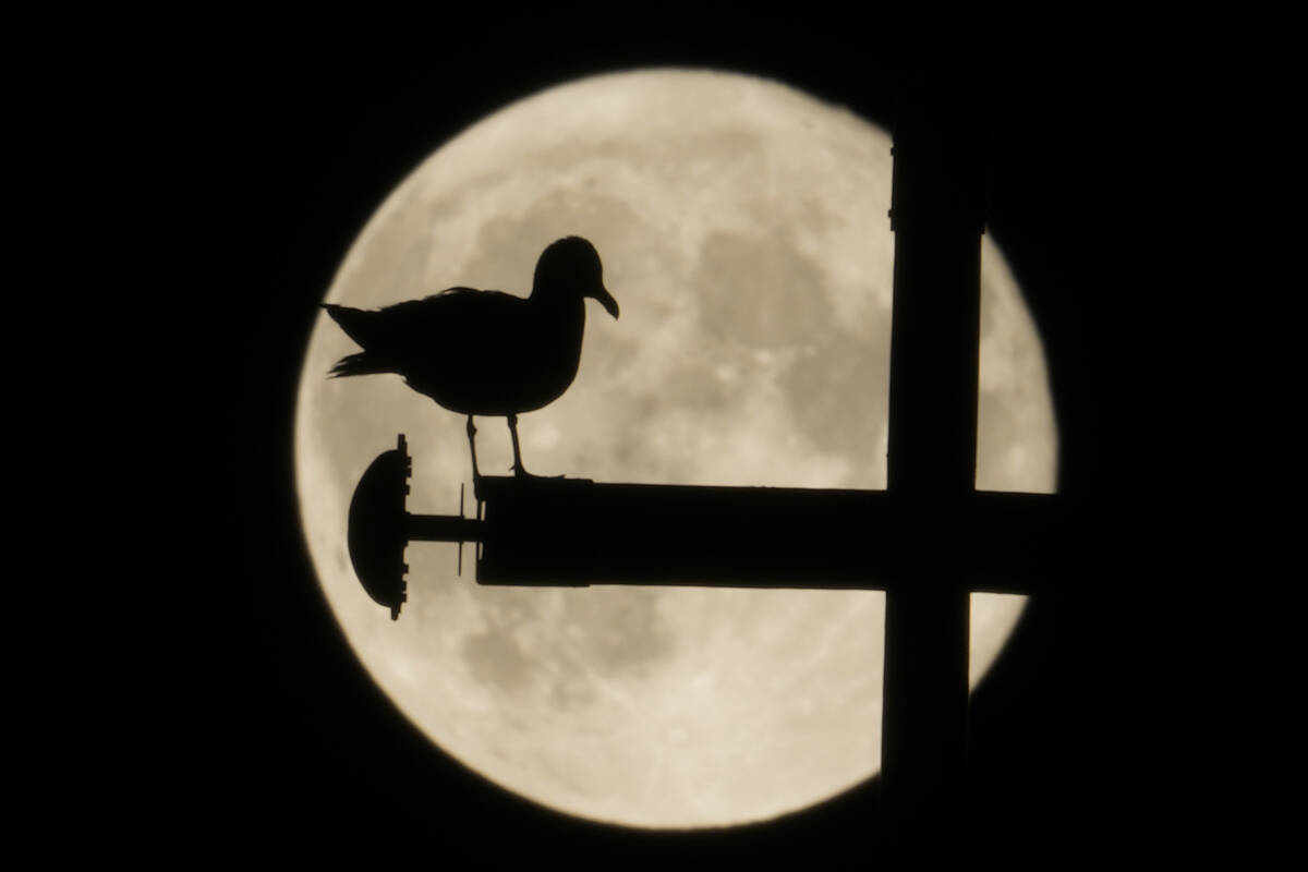 A seagull is silhouetted against a supermoon, in Rome, Wednesday, June 15, 2022. The moon reach ...