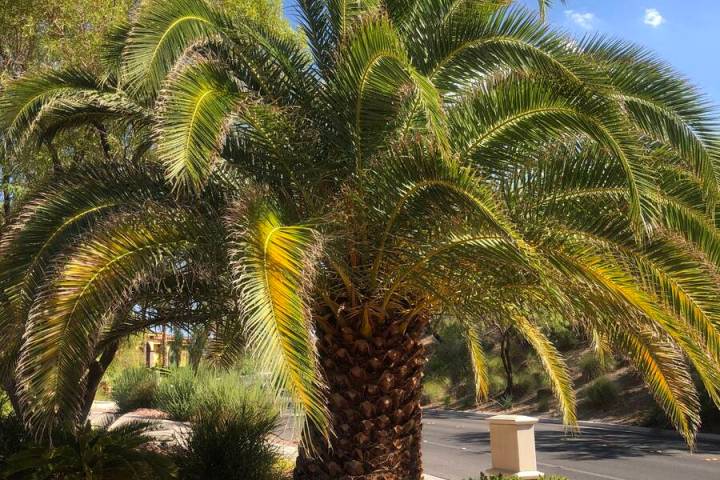 This Canary Island date palm has yellowing fronds, perhaps because of the wrong right kind of f ...