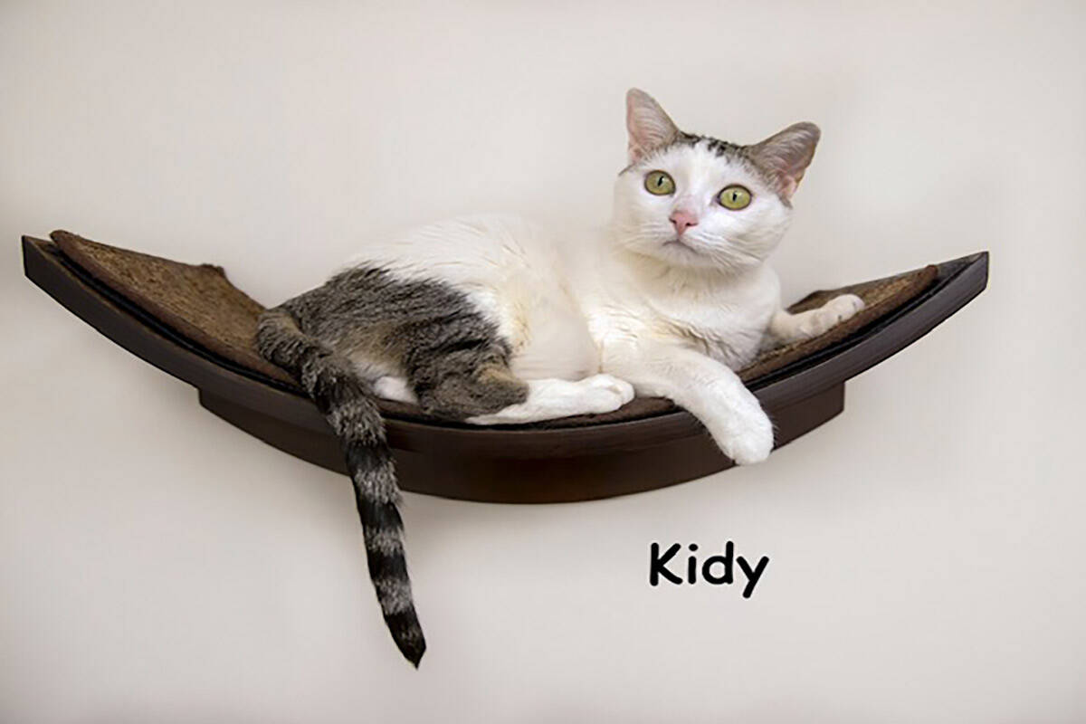 Kidy and other adult cats are available for adoption with waved fees at Homeward Bound Cat Adop ...