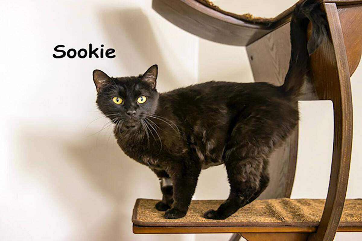 Sookie and other adult cats are available for adoption with waved fees at Homeward Bound Cat Ad ...