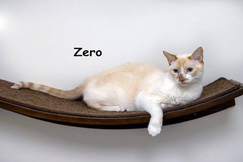 Zero and other adult cats are available for adoption with waved fees at Homeward Bound Cat Adop ...