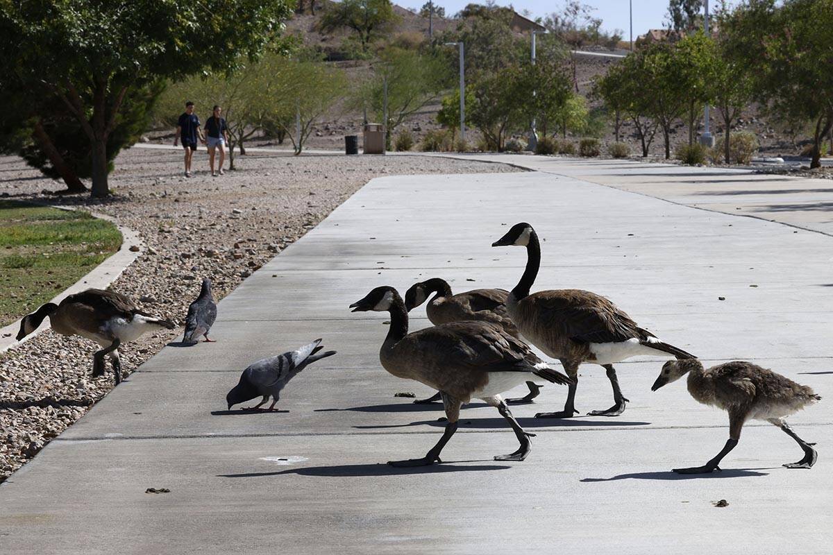 Geese walk against wind at Cornerstone Park, Friday, June 17, 2022, in Henderson. (Chitose Suzu ...