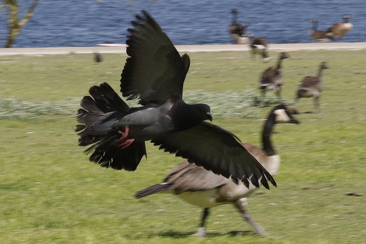 A pigeon flies against wind at Cornerstone Park, Friday, June 17, 2022, in Henderson. (Chitose ...