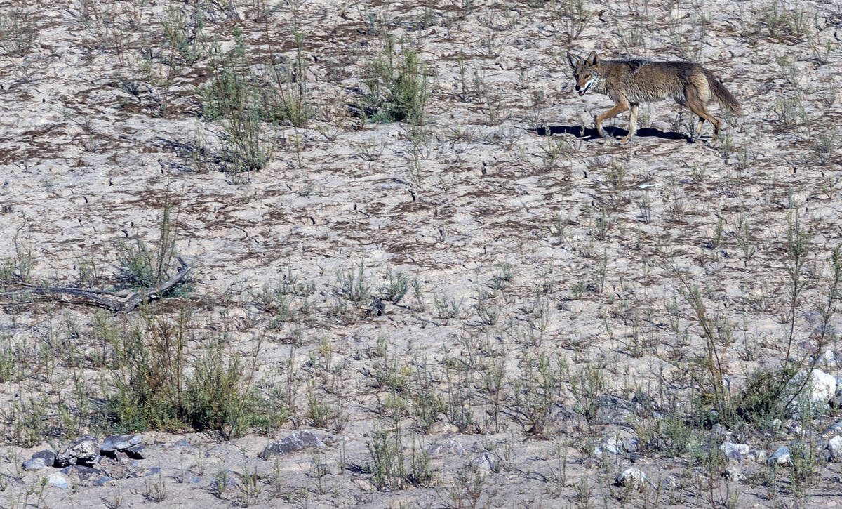 A coyote wanders near Boulder Beach at the Lake Mead National Recreation Area on Wednesday, Jun ...