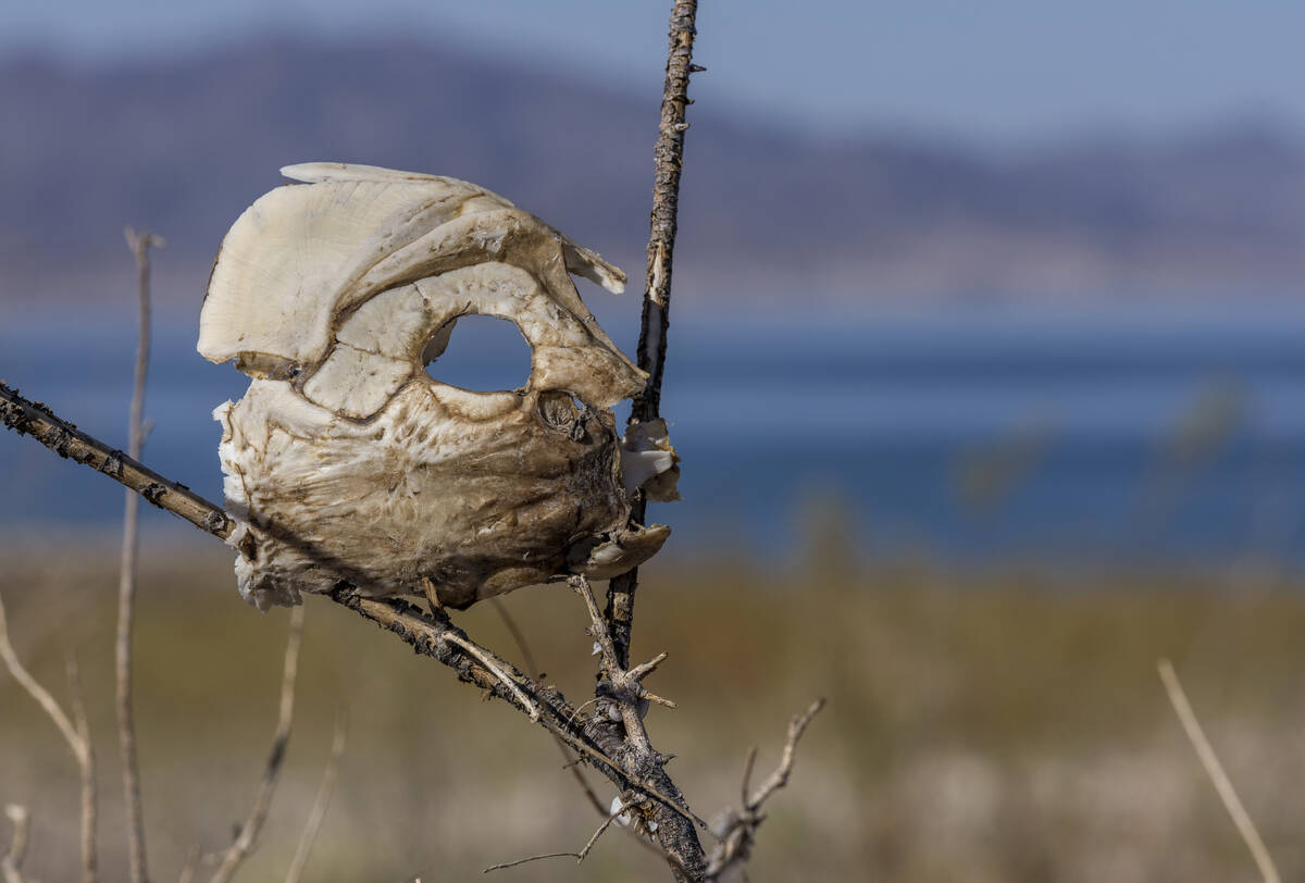 Part of a fish skull is wedged on a bush growing there as the water level continues to decline ...