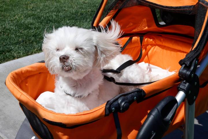 Winds in Las Vegas could reach 37 mph on Saturday, June 18, 2022, according to the National Wea ...