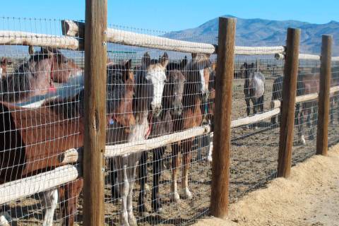 Horses stand behind a fence at the BLM Palomino Valley holding facility on June 5, 2013, in Pal ...