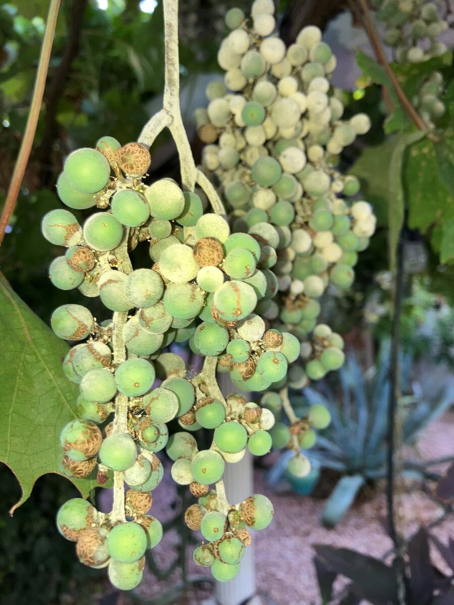 Terapkan fungisida sebelum atau segera setelah pengembangan berry