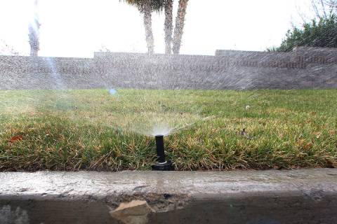 FILE - To help conserve Lake Mead water, you can get paid for removing grass and replacing it w ...