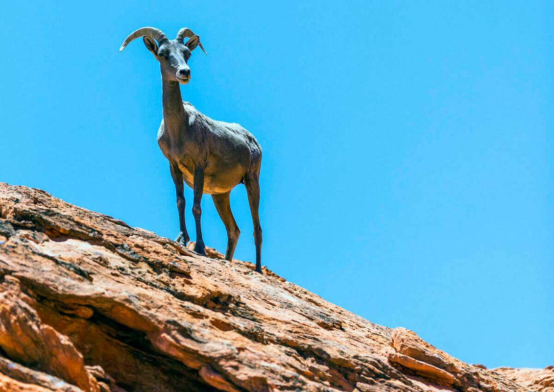 A Bighorn Sheep stands atop a ridge in the Valley of Fire State Park on Tuesday, June 28, 2022, ...