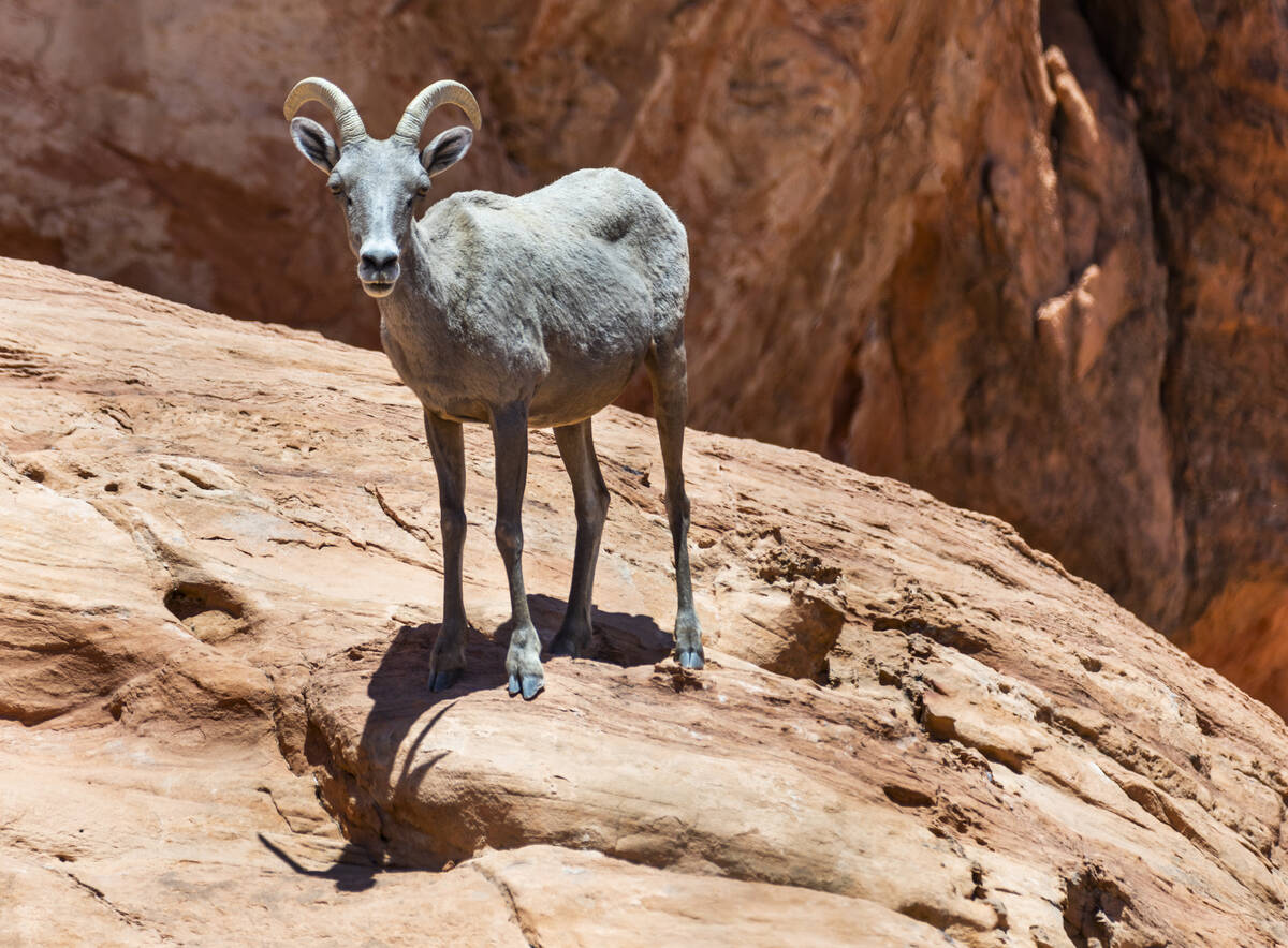 A Bighorn Sheep stands atop a ridge in the Valley of Fire State Park on Tuesday, June 28, 2022, ...