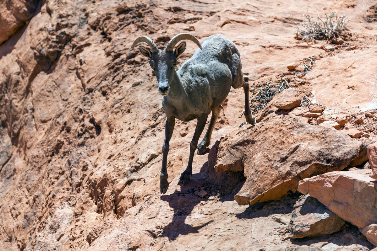 A Bighorn Sheep descends from a ridge in the Valley of Fire State Park on Tuesday, June 28, 202 ...