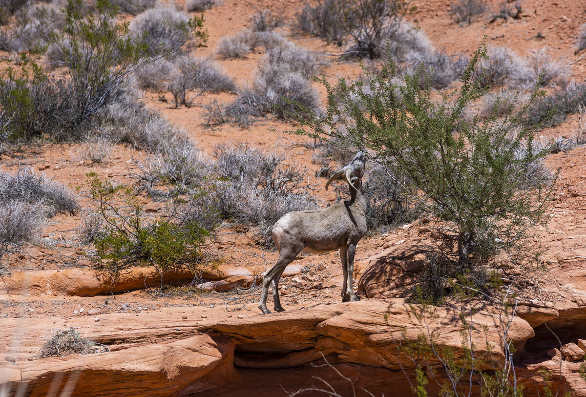 A Bighorn Sheep snacks on leaves in the Valley of Fire State Park on Tuesday, June 28, 2022, in ...