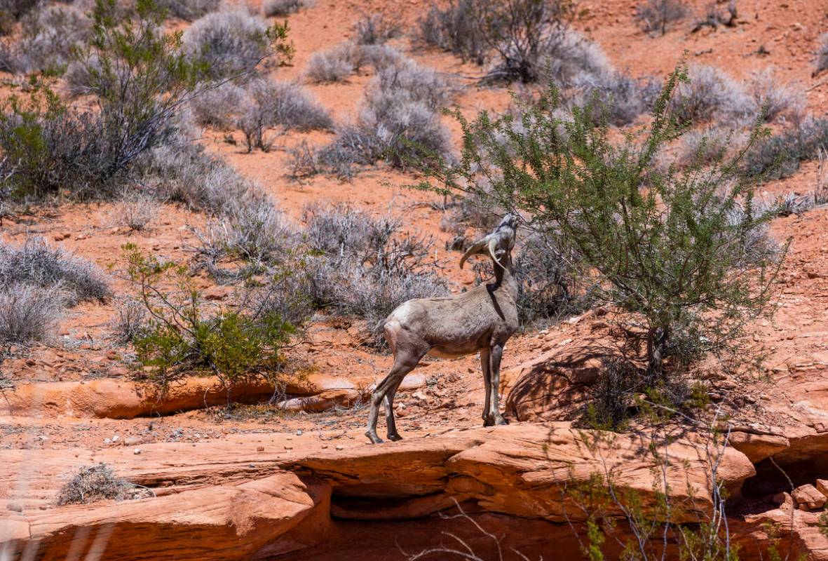 A Bighorn Sheep snacks on leaves in the Valley of Fire State Park on Tuesday, June 28, 2022, in ...