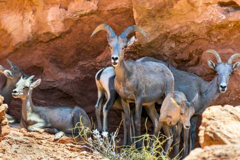 Bighorn Sheep rest in the shade of a ridge in the Valley of Fire State Park on Tuesday, June 28 ...