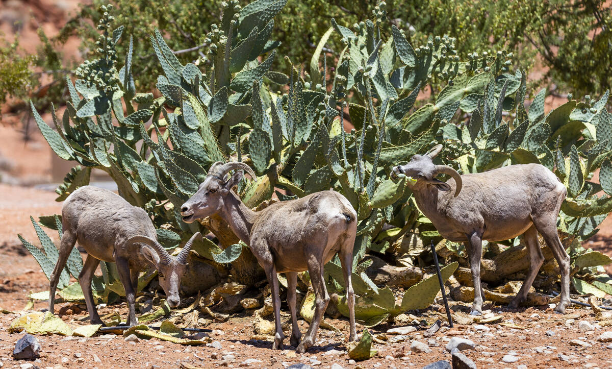 Bighorn Sheep snack on cactus leaves in the Valley of Fire State Park on Tuesday, June 28, 2022 ...