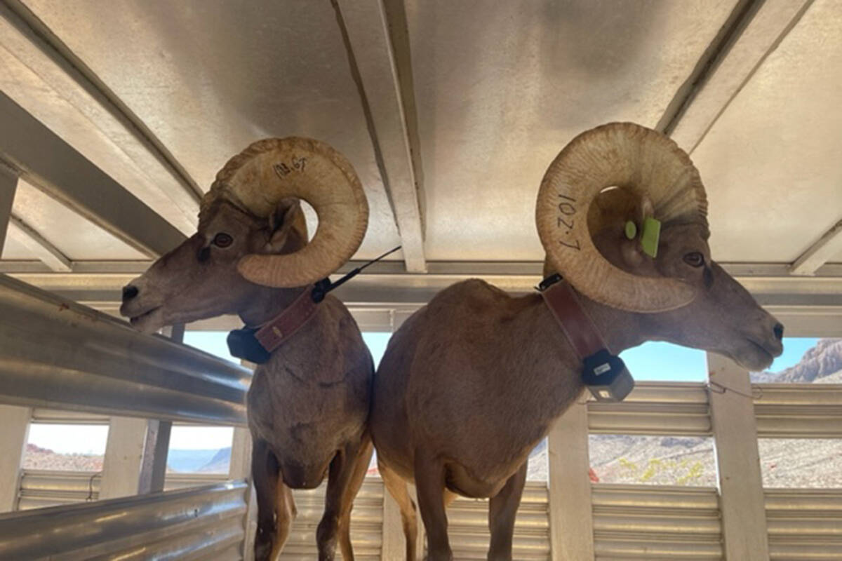 Desert bighorn sheep are prepared for transportation to Utah after being rounded up at Valley o ...