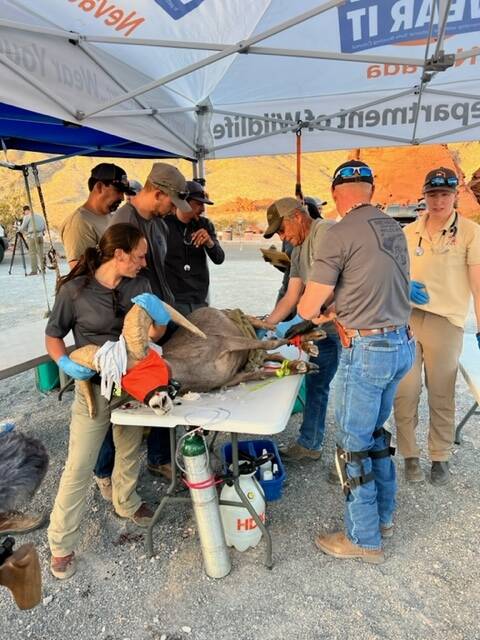 WWildlife officials assess the health of a captured desert bighorn sheep at Valley of Fire Stat ...