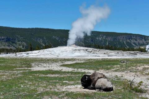 A bison lays down on the ground in front of the Old Faithful geyser in Yellowstone National Par ...