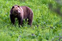 A grizzly bear roams near Beaver Lake in Yellowstone National Park, Wyoming. (Jim Urquhart/AP)